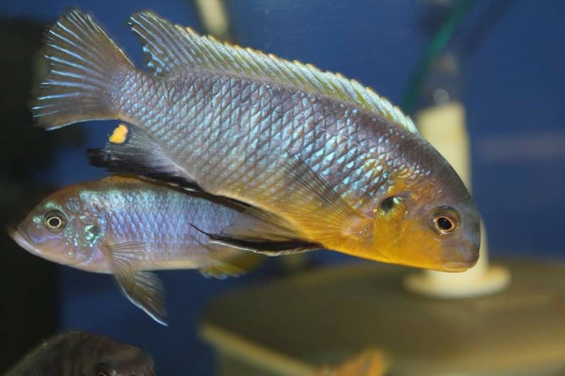 Tropheops sp. 'mbenji blue' Mbenji Island